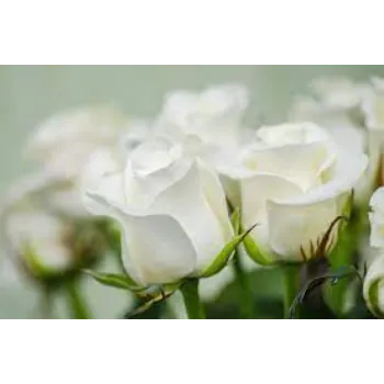 Modern White Rose